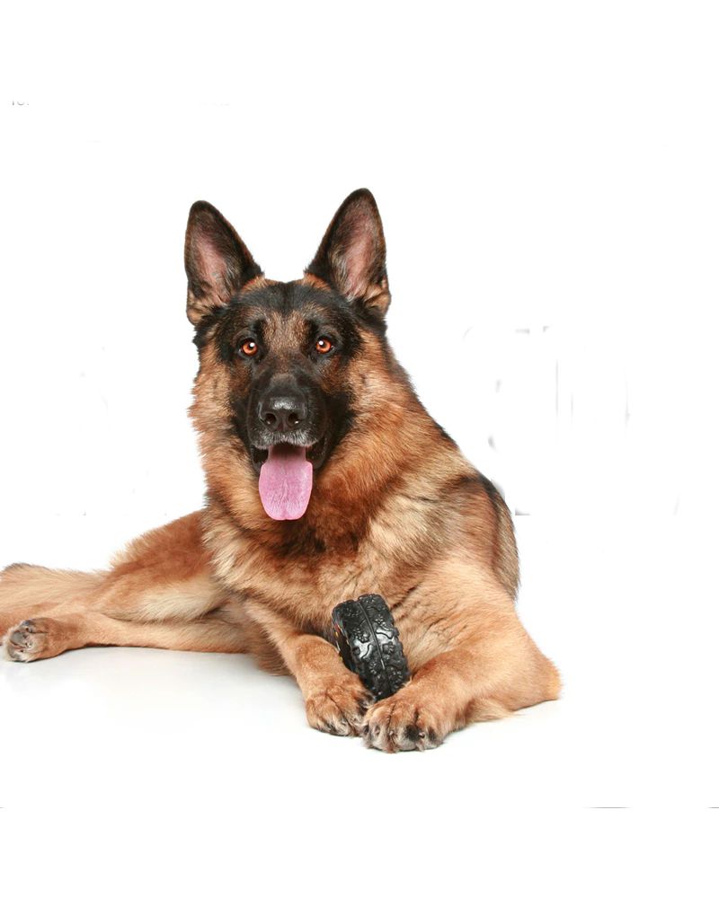 Enzymes or B12 Distributor for EPI dogs IPE Québec