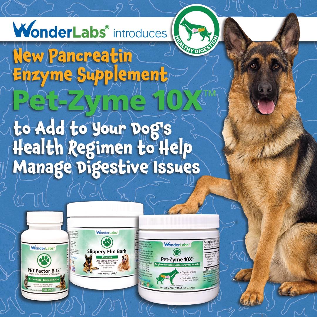 The Alternatives IPE Québec